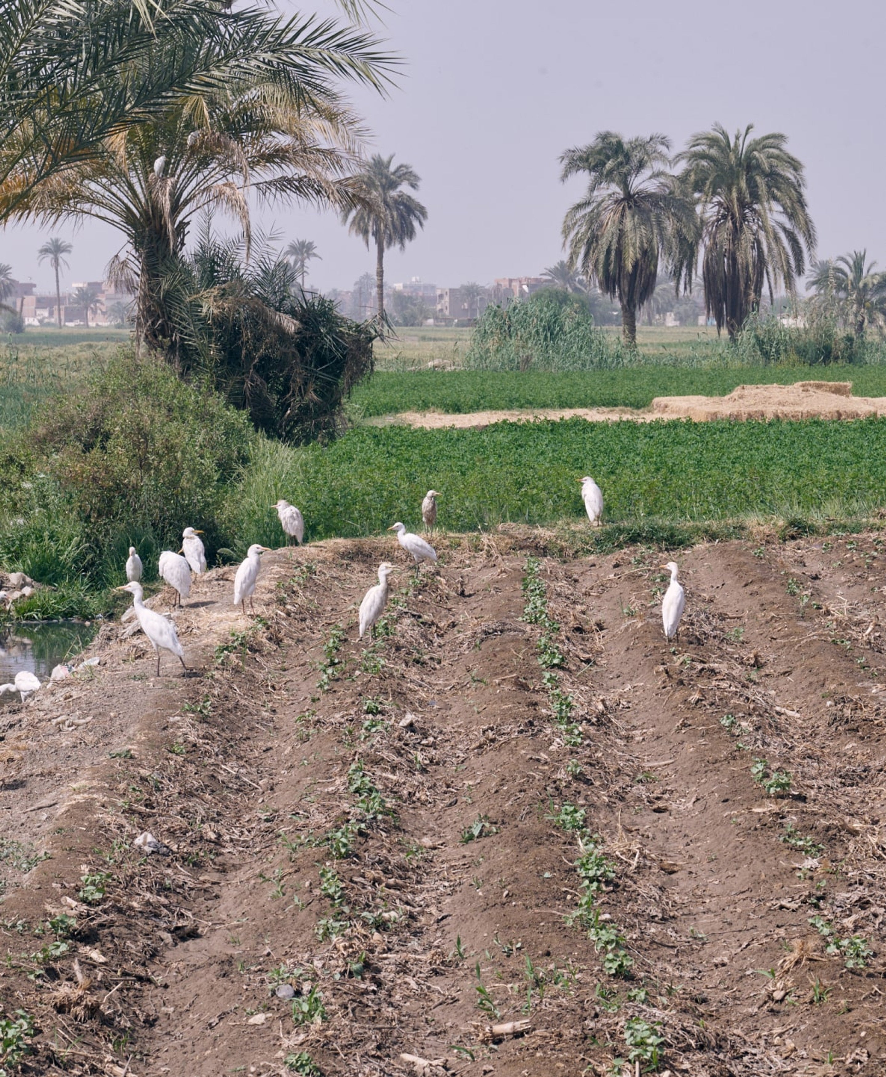 Egyptian cotton field, sprouting. Faiyum, Egypt.