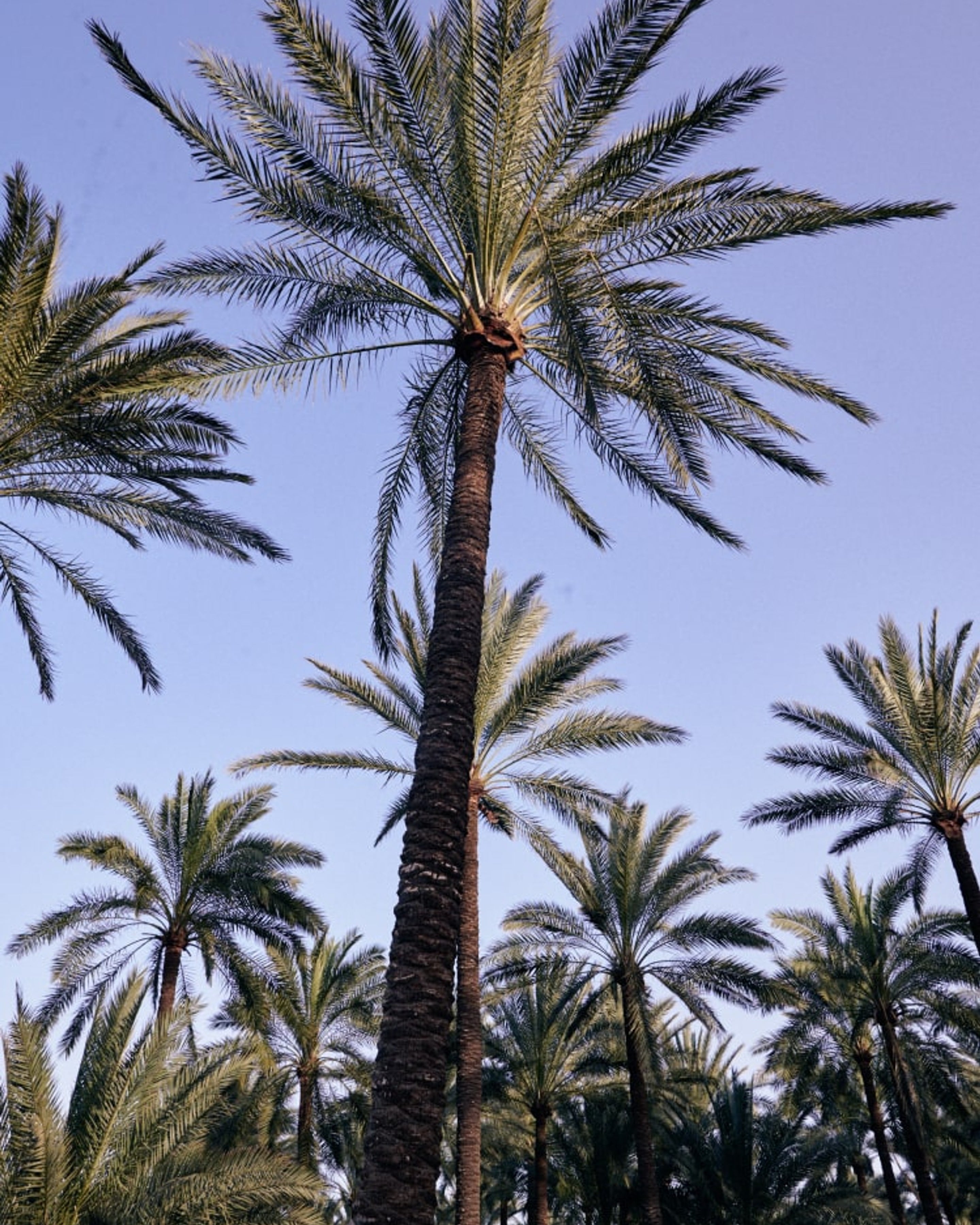 Palm Trees