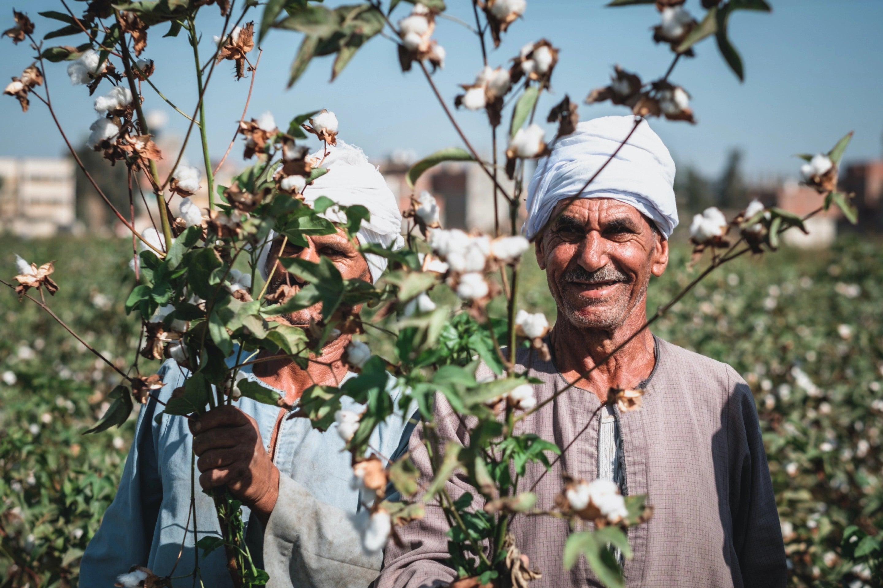 Harvesting season in the Nile Delta, Egypt.